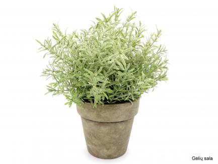 Rosemary in Paper Mache Pot
