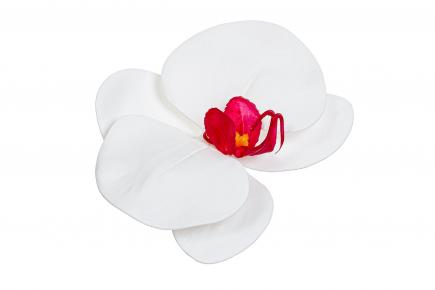 Orchidėjos žiedas latex