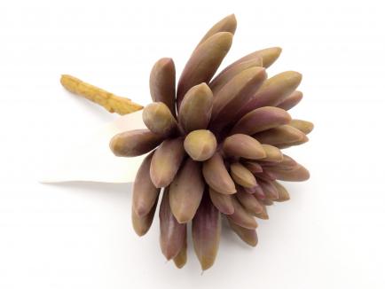 Sukulentas Jelly Bean