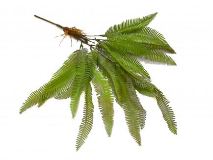 Papartis