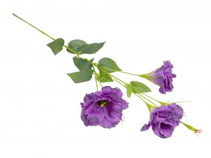 Eustoma
