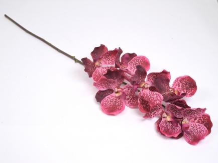 Orchidėja lateksinė