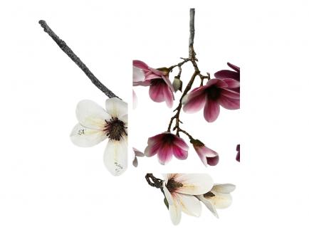 Magnolijos šaka