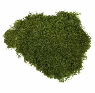 Stabilizuota plokščia samana