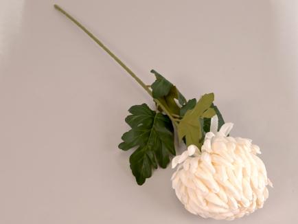 Chrizantema