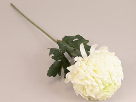 Chrizantema