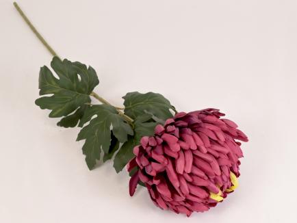 Chrizantema