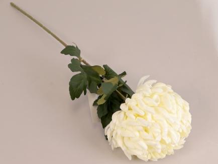 Chrizantema