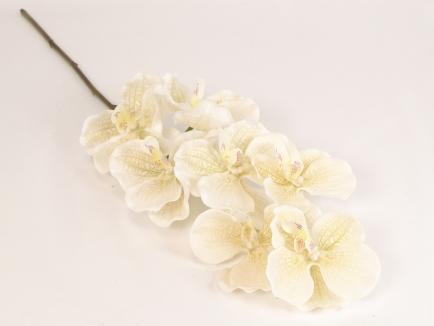 Orchidėja lateksinė