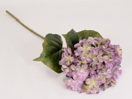 Hortenzija