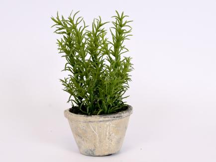 Rozmarinas vazonėlyje