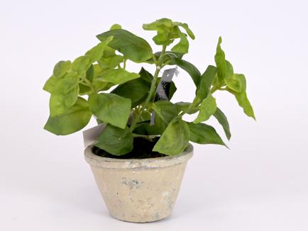 Bazilikas vazonėlyje (real touch)