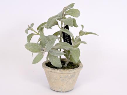 Šalavijas vazonėlyje