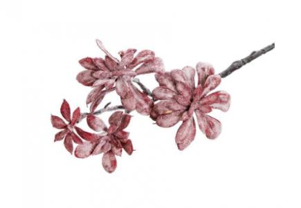 Dirbtinė žaluma- sukulentas