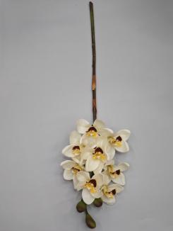 Orchidėja lateksinė