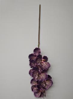 Orchidėja lateksinė