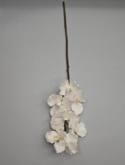 Orchidėja lateksinė