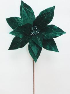 Kalėdinė puansetija Emerald