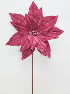 Kalėdinė puansetija Antique Pink