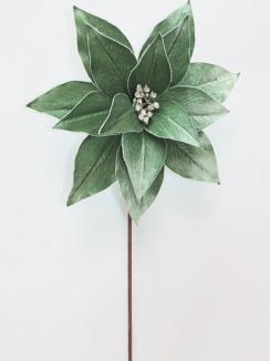 Kalėdinė puansetija Sage Green