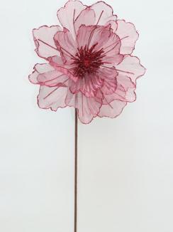 Kalėdinė puansetija Black cherry