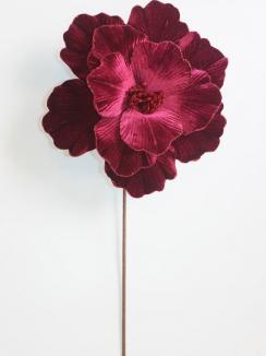 Kalėdinė puansetija Black Cherry