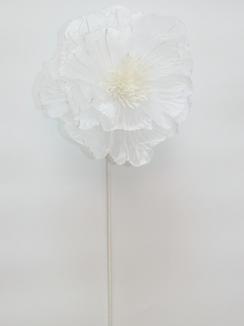 Kalėdinė puansetija White