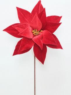 Kalėdinė puansetija Red