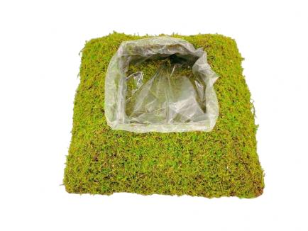 Pintas indas samanotas