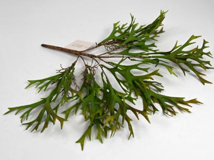 Dirbtinis žalumos krūmelis