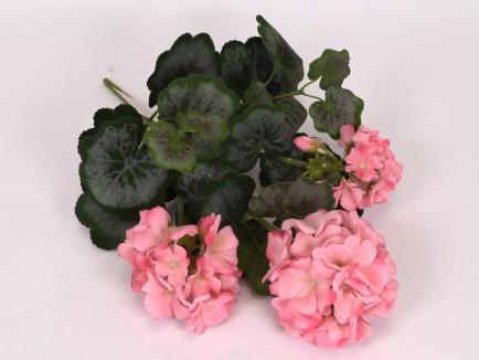 Pelargonijos krūmas