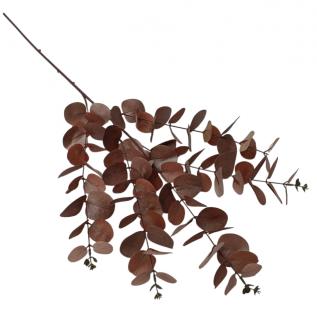 Kalėdinė eukalipto šaka