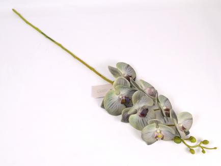 Lateksinė orchidėja PUGR