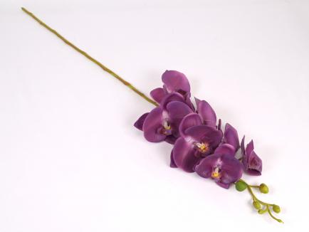 Lateksinė orchidėja PU