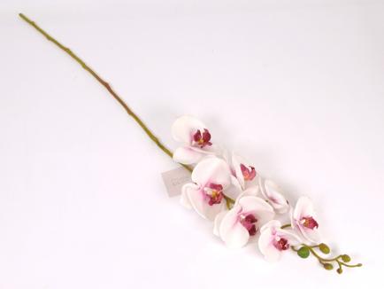 Lateksinė orchidėja WHPK