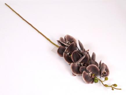 Lateksinė orchidėja BR