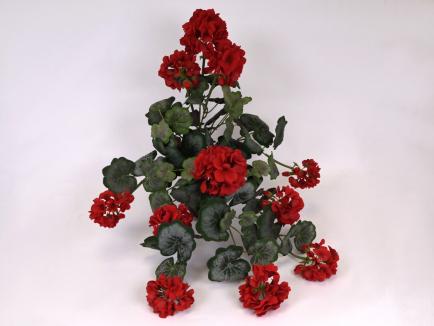 Svyranti pelargonija
