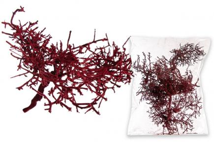 Dry Bush (velvetinis)