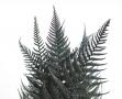 Stabilizuotas papartis 