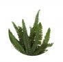 Stabilizuotas papartis 