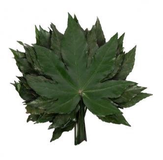 Stabilizuoti 