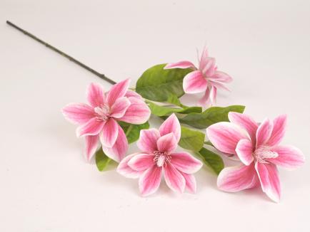 Magnolijos šaka