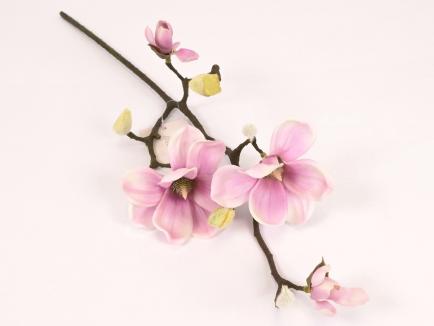 Magnolijos šaka